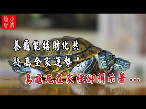 烏龜會招財嗎|養烏龜風水:新手必學3大要訣